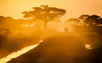 Experience the Ultimate African Adventure at Amakhala Safari Lodge